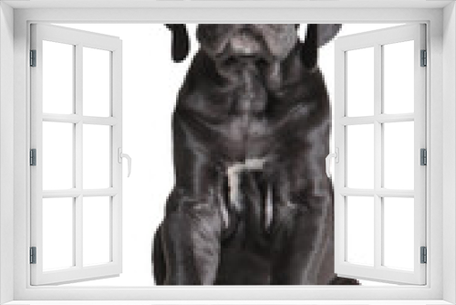 Fototapeta Naklejka Na Ścianę Okno 3D - One black German mastiff  puppy on white background