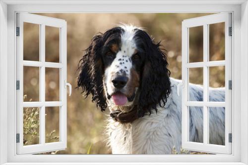 Fototapeta Naklejka Na Ścianę Okno 3D - Dog English Springer Spaniel, portrait