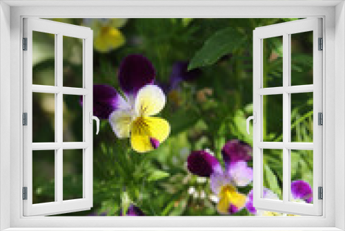 Fototapeta Naklejka Na Ścianę Okno 3D - Organic pansy viola flowers in garden, selective focus