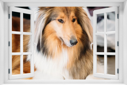 Fototapeta Naklejka Na Ścianę Okno 3D - Close up portrait of Shetland Sheepdog, Sheltie, Collie dog