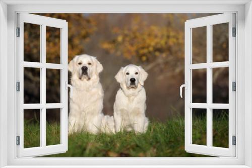 Fototapeta Naklejka Na Ścianę Okno 3D - golden retriever dog and puppy sitting outdoors
