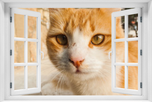 Fototapeta Naklejka Na Ścianę Okno 3D - Portrait of a red cat