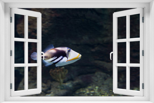Fototapeta Naklejka Na Ścianę Okno 3D - Аквариумная рыбка