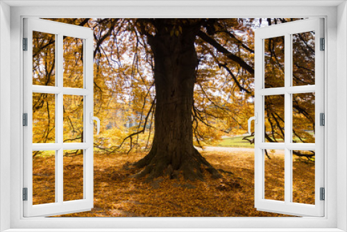 Fototapeta Naklejka Na Ścianę Okno 3D - Wald, Herbstwald mit bunten Bäumen