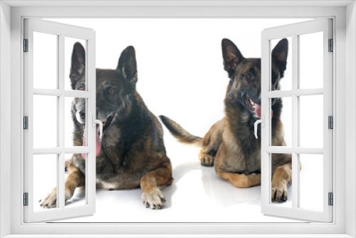 Fototapeta Naklejka Na Ścianę Okno 3D - belgian shepherd dogs