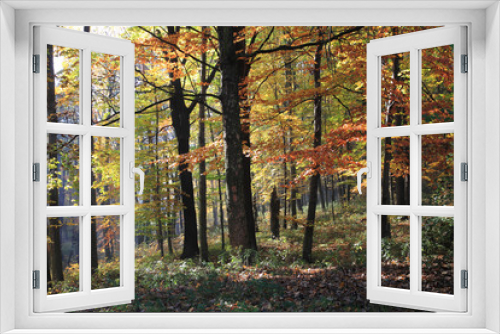 Fototapeta Naklejka Na Ścianę Okno 3D - autumn color park