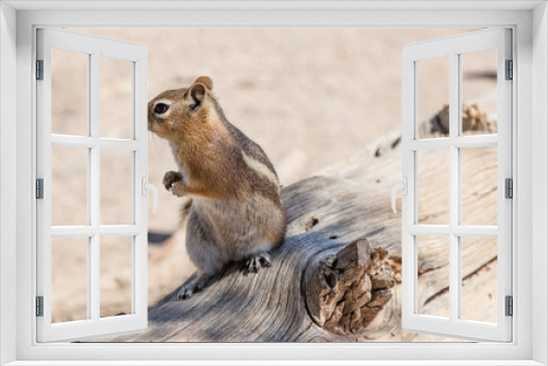Fototapeta Naklejka Na Ścianę Okno 3D - Golden-Mantled Ground Squirrel in Bryce Canyon National Park, Utah