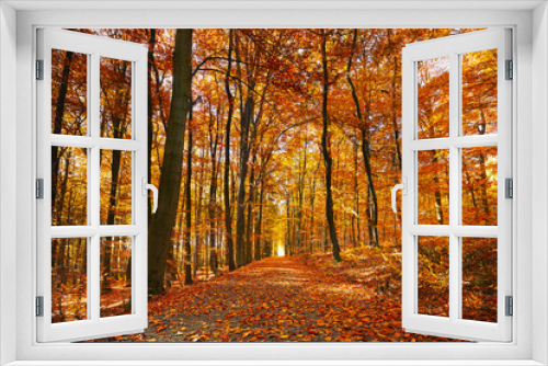 Fototapeta Naklejka Na Ścianę Okno 3D - Bright autumn forest