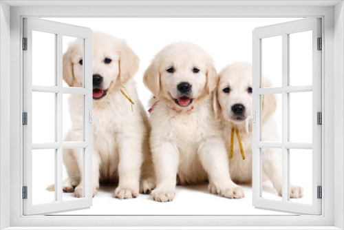 Fototapeta Naklejka Na Ścianę Okno 3D - Three white Labrador puppy on white background