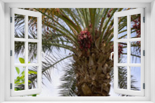 Fototapeta Naklejka Na Ścianę Okno 3D - some growing palm trees against the sky