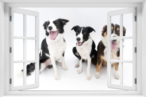 Fototapeta Naklejka Na Ścianę Okno 3D - Three Dogs Isolated