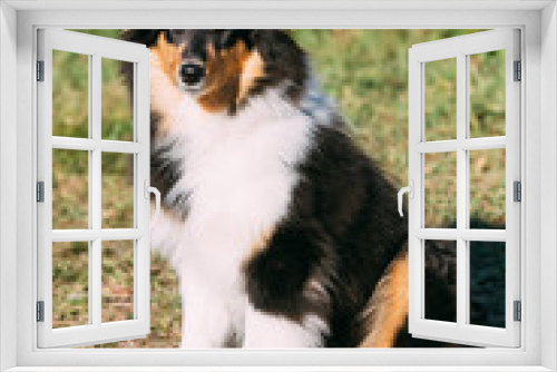 Fototapeta Naklejka Na Ścianę Okno 3D - The Shetland Sheepdog, Sheltie, Collie Puppy Outdoor