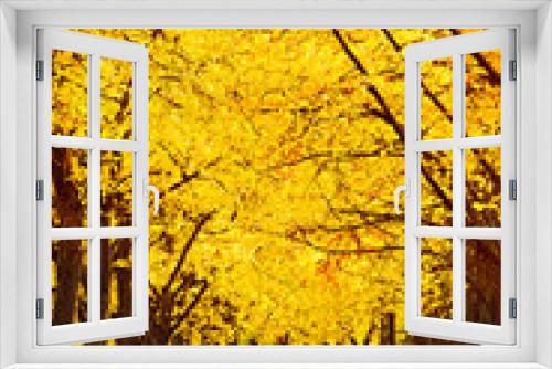Fototapeta Naklejka Na Ścianę Okno 3D - Beautiful autumn trees