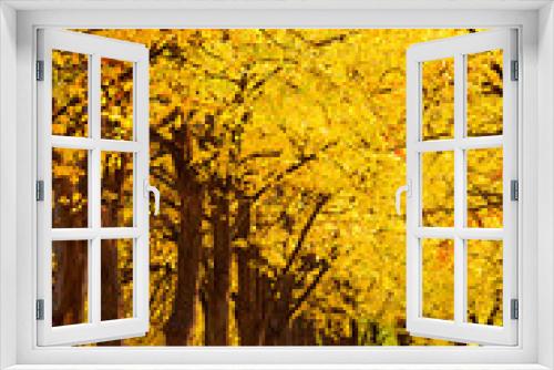 Fototapeta Naklejka Na Ścianę Okno 3D - Autumnal linden alley
