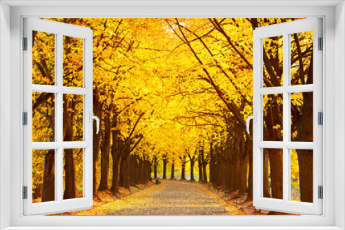 Fototapeta Naklejka Na Ścianę Okno 3D - Autumn lime alley