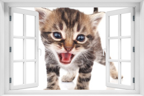 Fototapeta Naklejka Na Ścianę Okno 3D - Tabby kitten crying