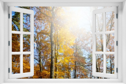 Fototapeta Naklejka Na Ścianę Okno 3D - Herbstliche Bäume in der Sonne