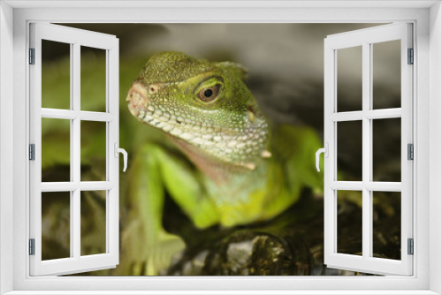 Fototapeta Naklejka Na Ścianę Okno 3D - Green Water Dragon (Physignathus cocincinus)