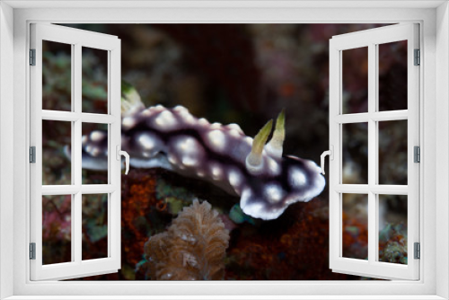 Fototapeta Naklejka Na Ścianę Okno 3D - White, purple and black nudibranch. Underwater photo. Philippine