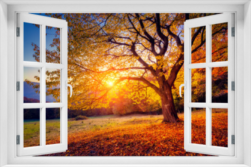 Fototapeta Naklejka Na Ścianę Okno 3D - beautiful autumn trees