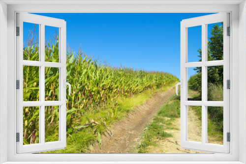 Fototapeta Naklejka Na Ścianę Okno 3D - Corn growing in a field in summer 