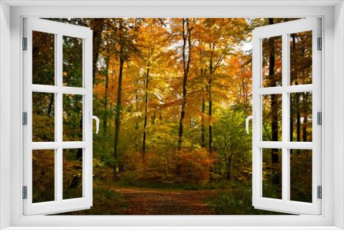 Fototapeta Naklejka Na Ścianę Okno 3D - Waldwanderung im Herbst