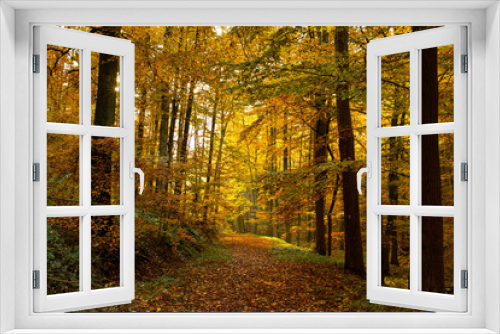 Fototapeta Naklejka Na Ścianę Okno 3D - Waldwanderweg