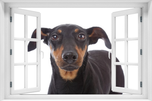 Fototapeta Naklejka Na Ścianę Okno 3D - portrait chien de race Manchester terrier femelle