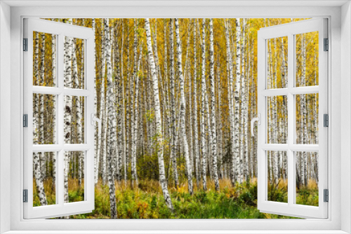 Fototapeta Naklejka Na Ścianę Okno 3D - Early autumn birch grove