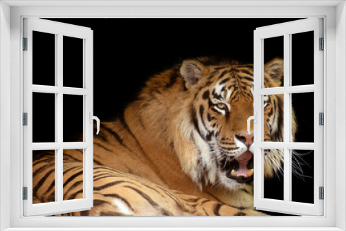 Fototapeta Naklejka Na Ścianę Okno 3D - Tiger against black background