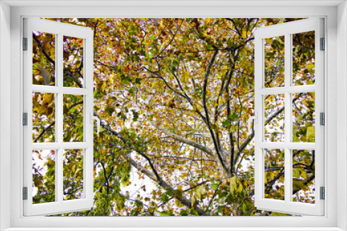 Fototapeta Naklejka Na Ścianę Okno 3D - autumn tree
