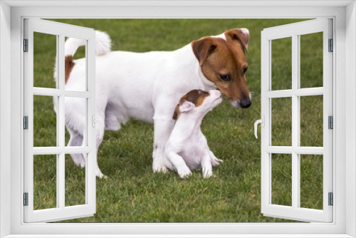 Fototapeta Naklejka Na Ścianę Okno 3D - little jack russell terrier playing