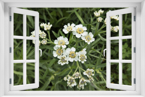 Fototapeta Naklejka Na Ścianę Okno 3D - blooming milfoil in meadow grass