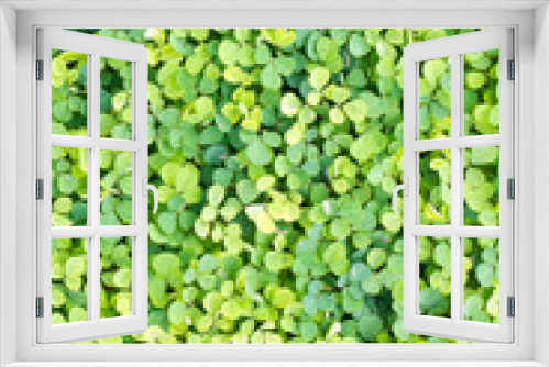 Fototapeta Naklejka Na Ścianę Okno 3D - Green weed background.