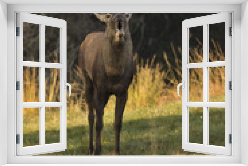 Fototapeta Naklejka Na Ścianę Okno 3D - Red deer/deer/Czech Republic
