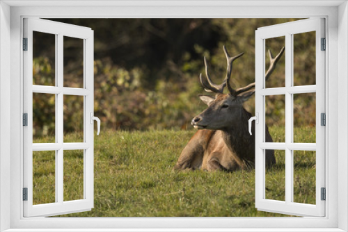 Fototapeta Naklejka Na Ścianę Okno 3D - Red deer/deer/Czech Republic
