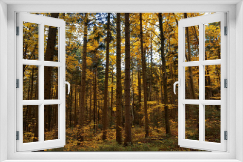 Fototapeta Naklejka Na Ścianę Okno 3D - High trees in the forest