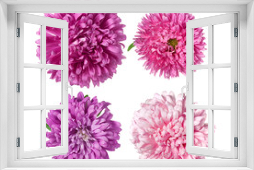 Fototapeta Naklejka Na Ścianę Okno 3D - Set of Pink asters Flowers Isolated on White
