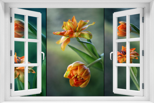 Fototapeta Naklejka Na Ścianę Okno 3D - Tulipany mix