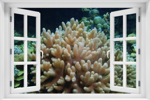 Fototapeta Naklejka Na Ścianę Okno 3D - Soft coral, Island Bali