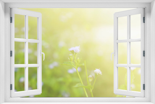 Fototapeta Naklejka Na Ścianę Okno 3D - Flower background, morning tone