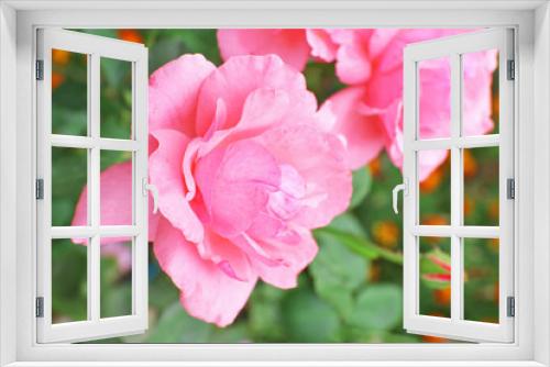 Fototapeta Naklejka Na Ścianę Okno 3D - Beautiful pink roses in garden, close up