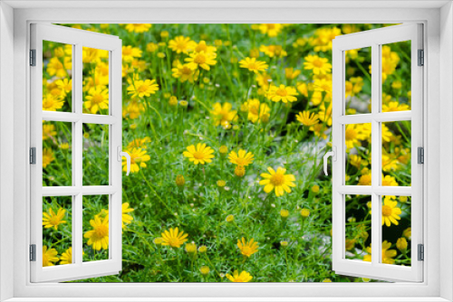 Fototapeta Naklejka Na Ścianę Okno 3D - Close up yellow flower
