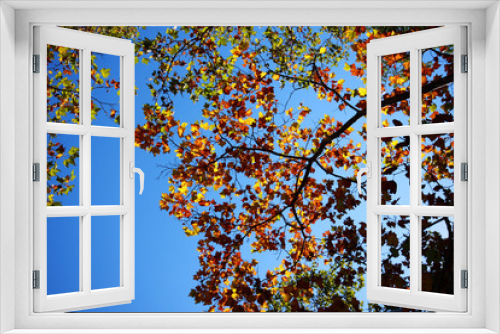 Fototapeta Naklejka Na Ścianę Okno 3D - leafs on treebranches set against blue sky in autumn,