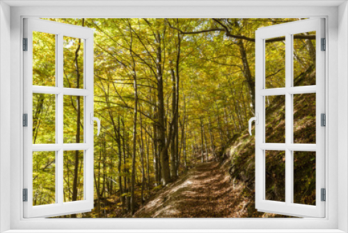 Fototapeta Naklejka Na Ścianę Okno 3D - Sentiero nella foresta : escursionismo