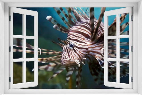 Fototapeta Naklejka Na Ścianę Okno 3D - lion fish