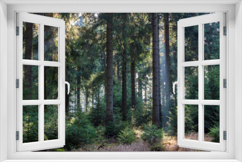 Fototapeta Naklejka Na Ścianę Okno 3D - Sun rays through trees in a forest