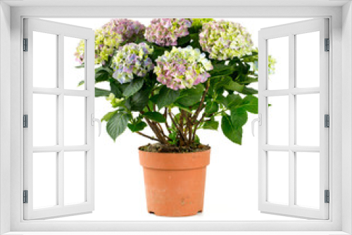 Fototapeta Naklejka Na Ścianę Okno 3D - hydrangea isolated on white