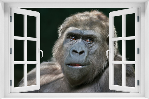 Fototapeta Naklejka Na Ścianę Okno 3D - Closeup portrait of a gorilla female with open chaps on dark background. Clever stare of the great ape. Calmness of the very dangerous monkey. Black African animal with expressive face.