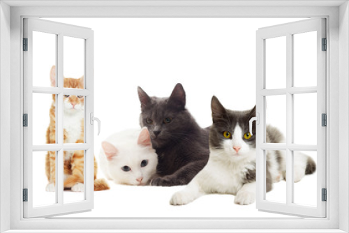 Fototapeta Naklejka Na Ścianę Okno 3D - beautiful cats on a white background